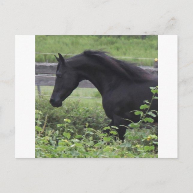 Carte Postale Stallion d'Arabie Noire (Devant)