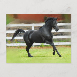 Carte Postale Stallion d'Arabie Noire