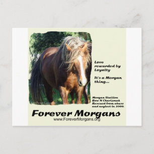 Carte Postale Stallion de Forever Morgans Morgan
