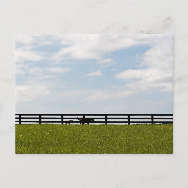 Carte Postale Stallion Farm (Devant)