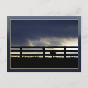 Carte Postale Stallion Farm