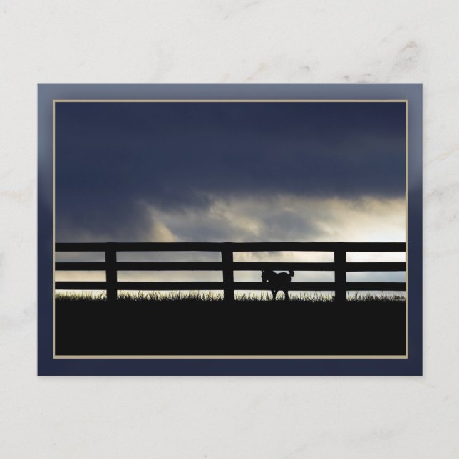 Carte Postale Stallion Farm (Devant)