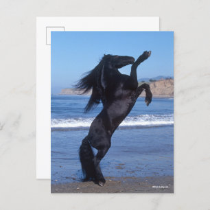 Carte Postale Stallion Friésien Noir Élevant Sur La Plage