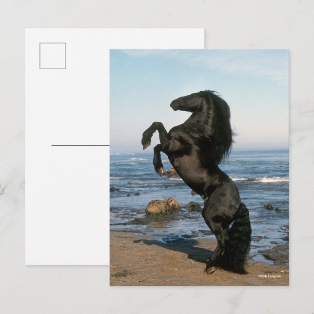 Carte Postale Stallion Friésien Noir Élevant Sur La Plage (Devant / Derrière)