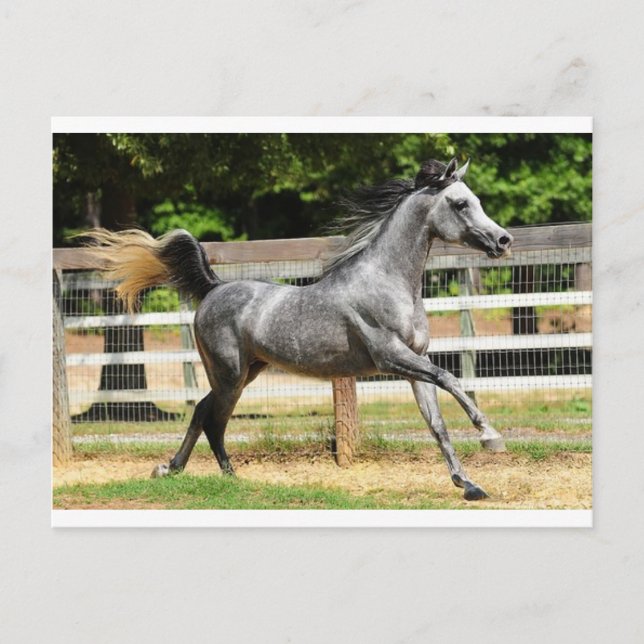 Carte Postale Stallion gris arabe (Devant)