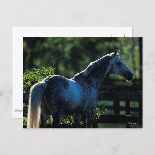 Carte Postale Stallion Hanoverian gris pomme debout