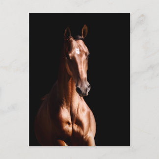 Carte Postale Stallion jeune et étonnant