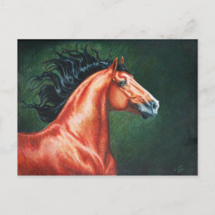 Carte Postale Stallion Lusitano de Blood Bay