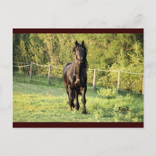 Carte Postale Stallion noir (Devant)