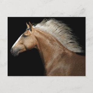 Carte Postale Stallion Palomino