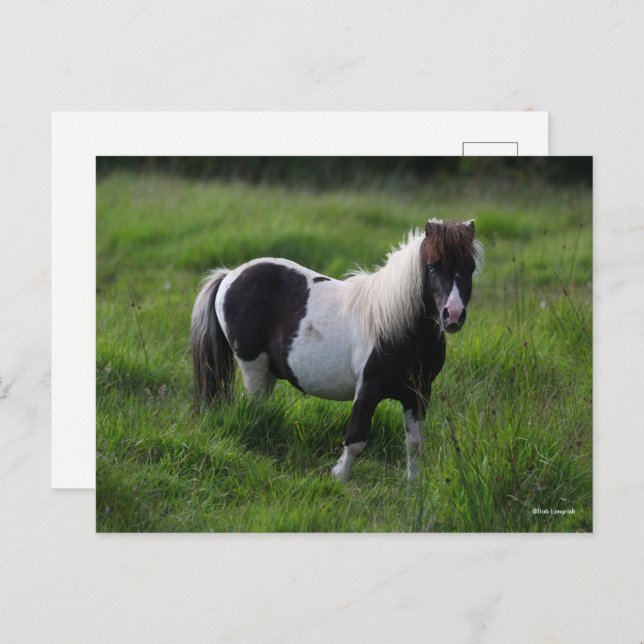 Carte Postale Stallion Pony Shetland Se Trouvant Dans L'Herbe (Devant / Derrière)