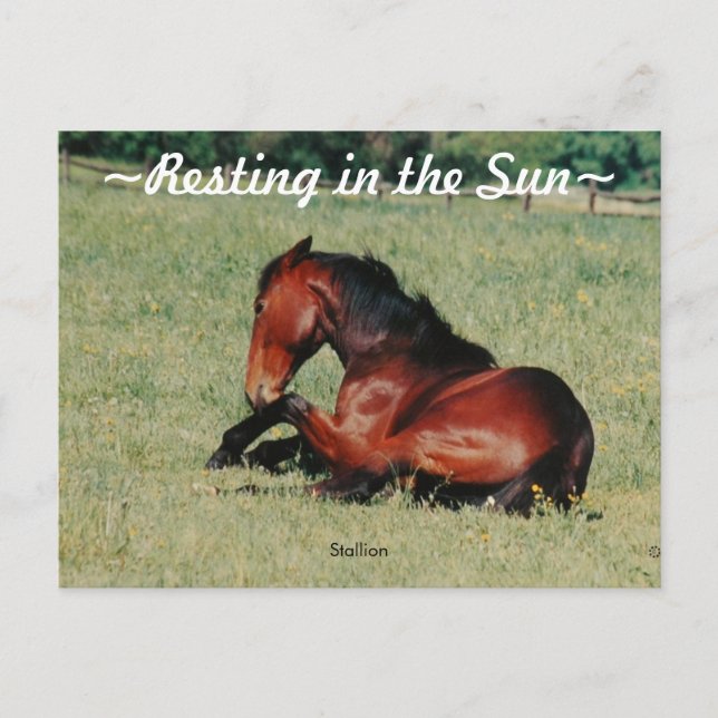 Carte postale Stallion reposant (Devant)