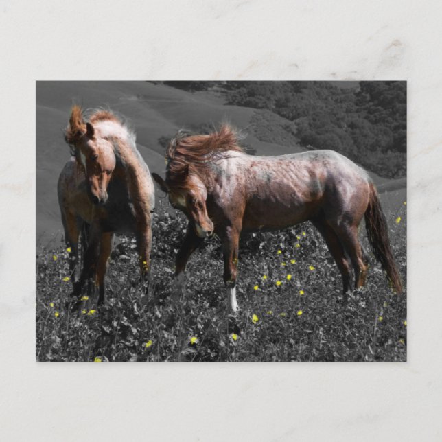 Carte Postale Stallion Spar (Devant)