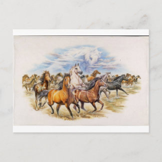 Carte Postale Stallion Stampede
