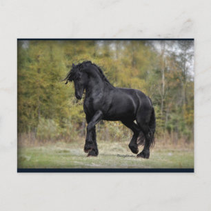 Carte Postale Stallion Strut