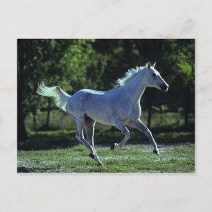 Carte Postale Stallion Thoroughbred Running