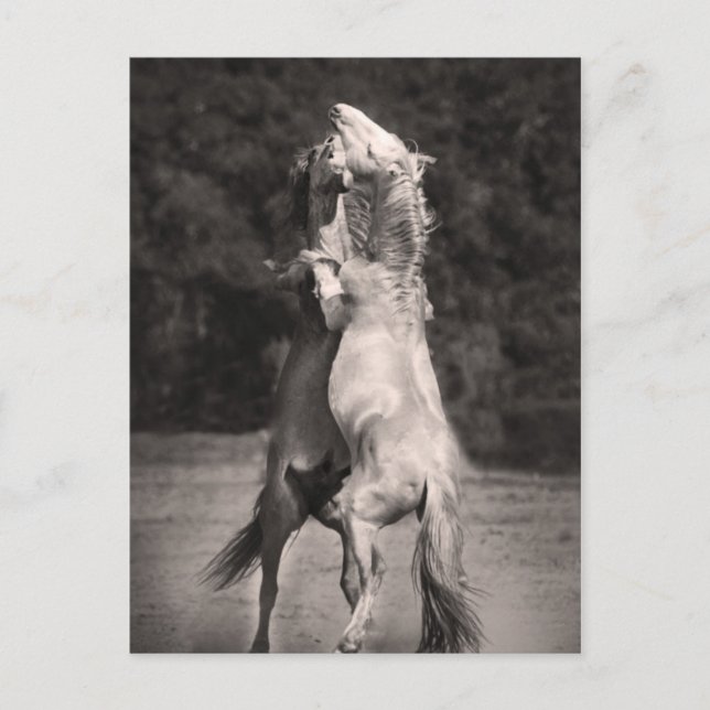 Carte Postale Stallions dansants (Devant)