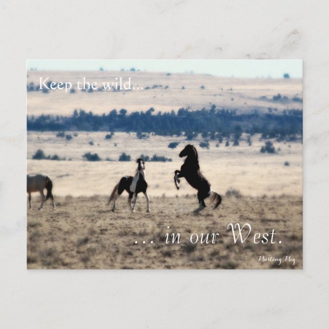 Carte Postale Stallions sauvages, préadressés : Sec de l'intérie (Devant)