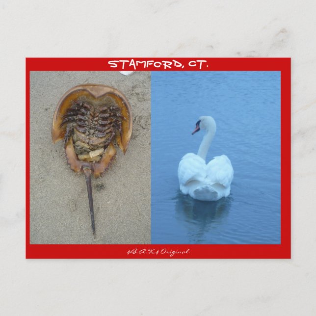 Carte Postale Stamford, CT (Devant)