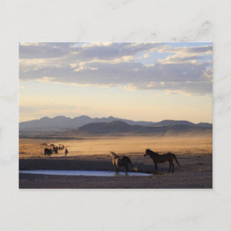 Carte Postale Stampede