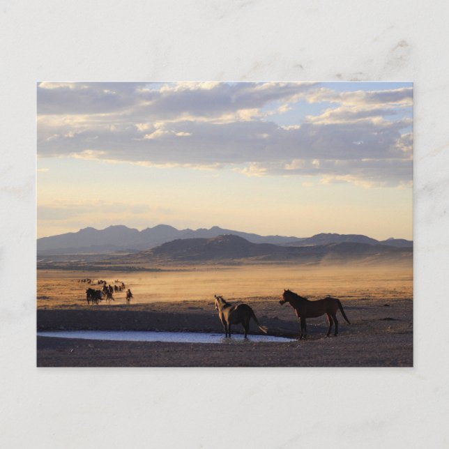 Carte Postale Stampede (Devant)