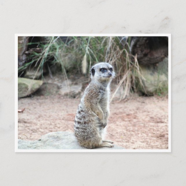 Carte Postale stand de meerkat (Devant)