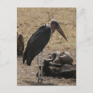 Carte Postale stand d'oiseaux