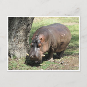 Carte Postale stand hippo