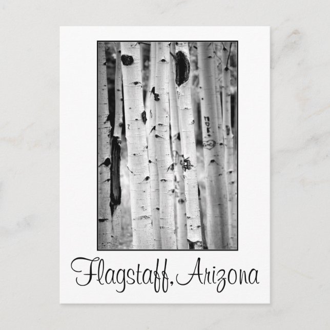 Carte Postale Stand tall Aspen's Flagstaff (Devant)