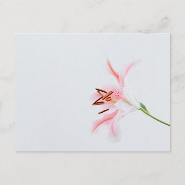 Carte postale standard (Devant)