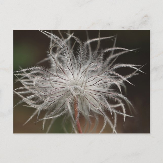 Carte postale standard (Devant)