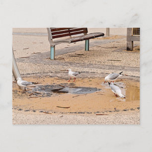 Carte postale standard