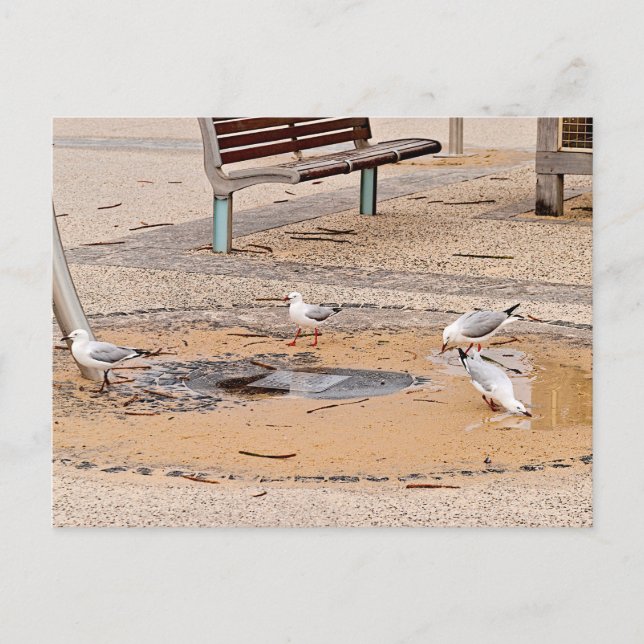 Carte postale standard (Devant)
