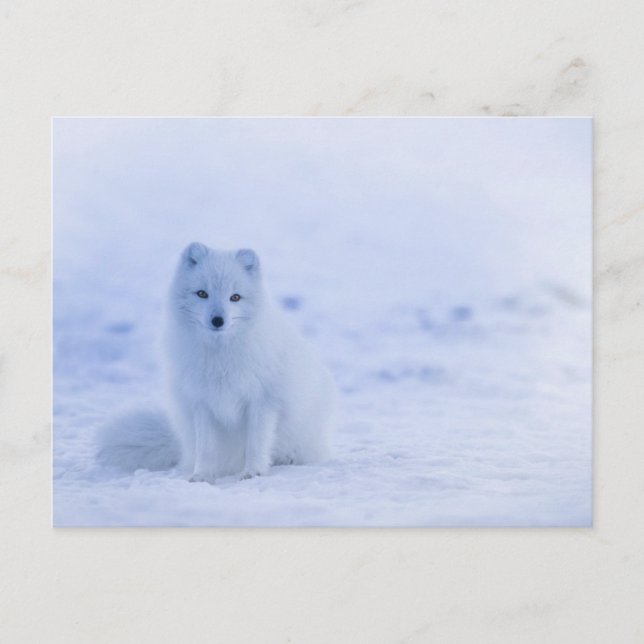 Carte postale standard (Devant)