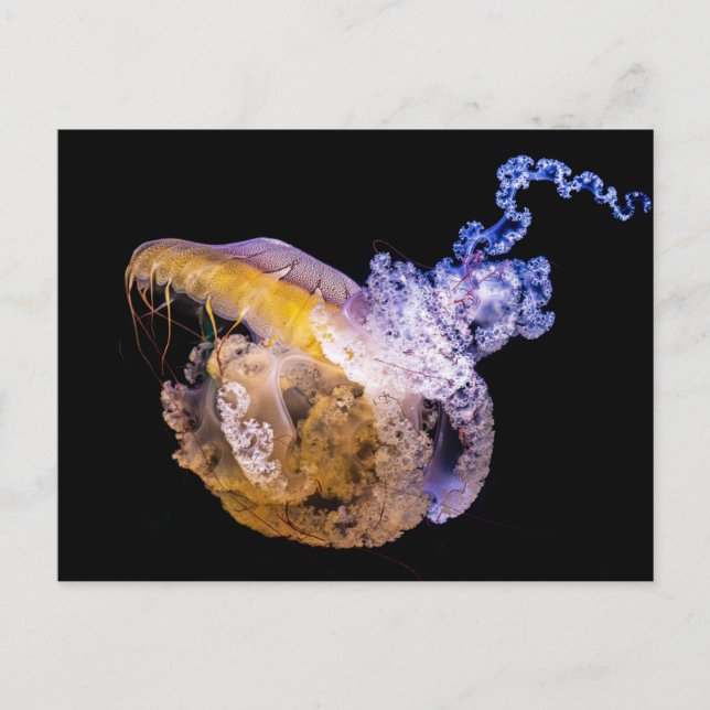 Carte postale standard (Devant)