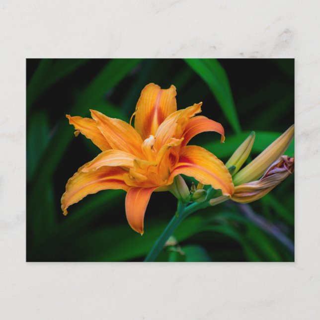 Carte postale standard (Devant)