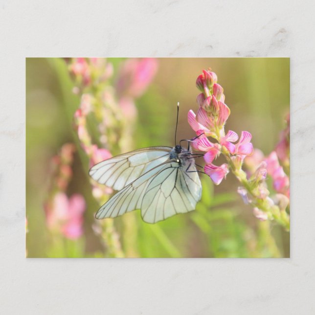 Carte postale standard (Devant)