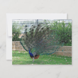 Carte postale standard