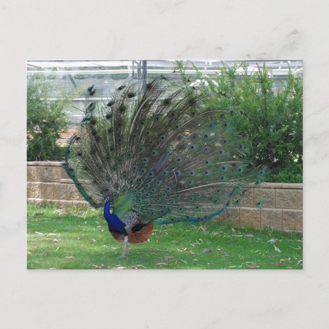 Carte postale standard (Devant)