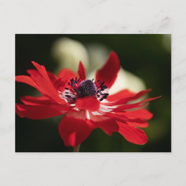 Carte postale standard (Devant)