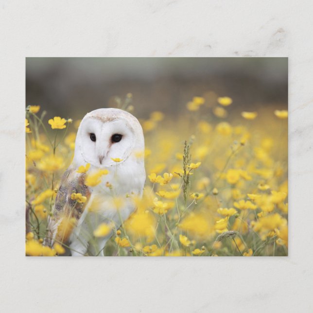 Carte postale standard (Devant)