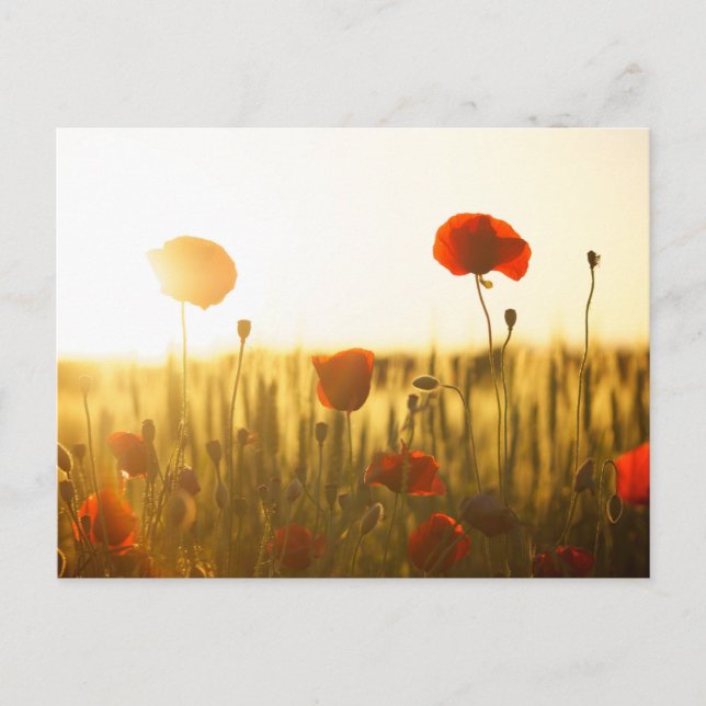 Carte postale standard (Devant)