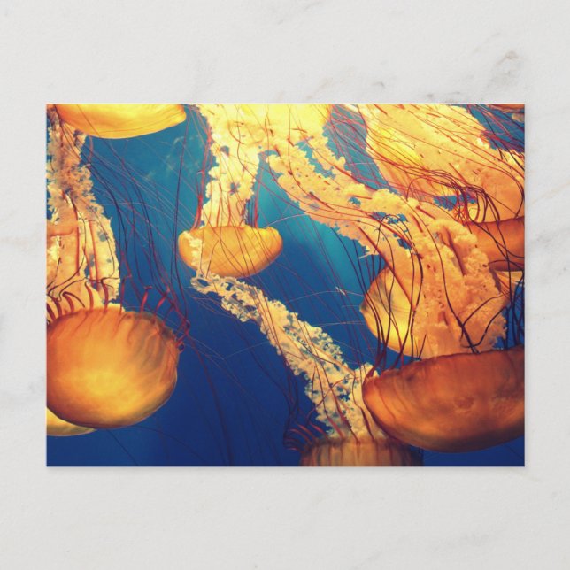 Carte postale standard (Devant)
