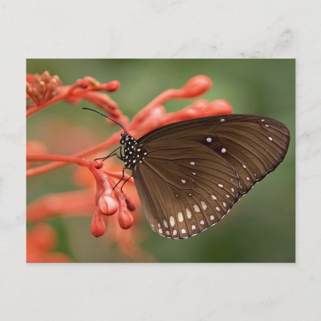 Carte postale standard (Devant)