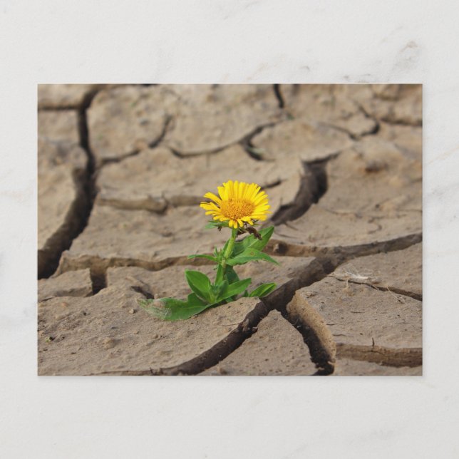 Carte postale standard (Devant)