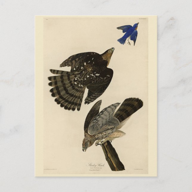 Carte Postale Stanley (Cooper's) Hawk Audubon's Birds of America (Devant)