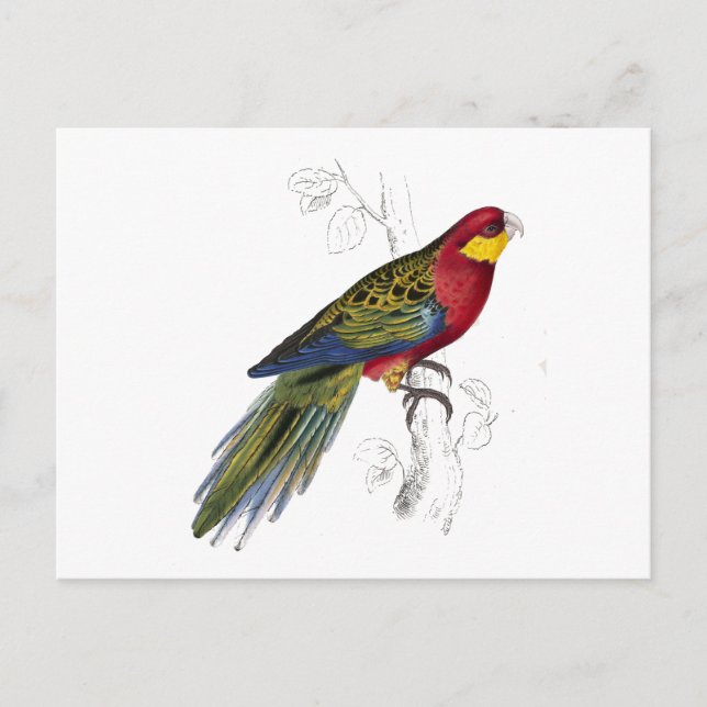 Carte Postale Stanley Parrakeet par Edward Lear (Devant)