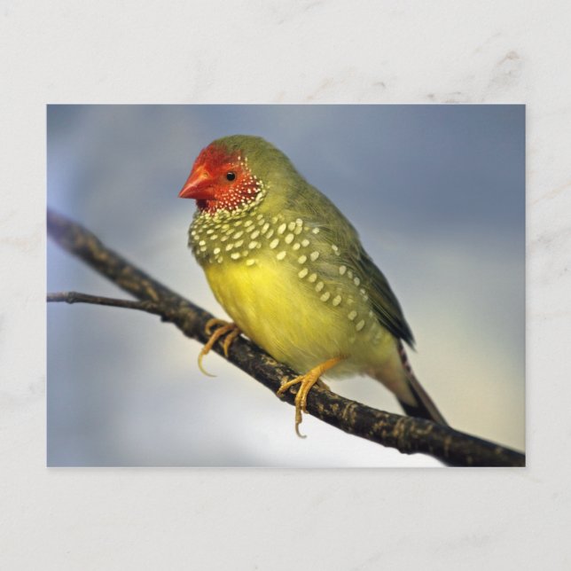 Carte postale Star Finch (Devant)