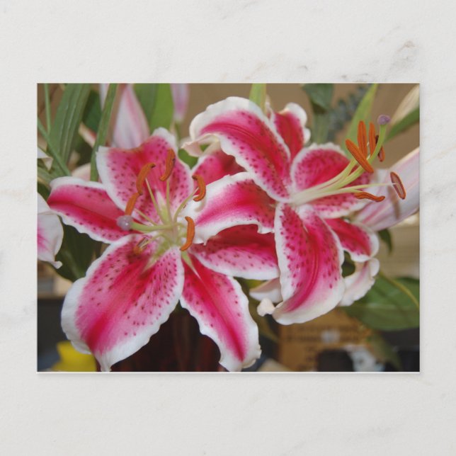 Carte postale Star Gazer Lily (Devant)