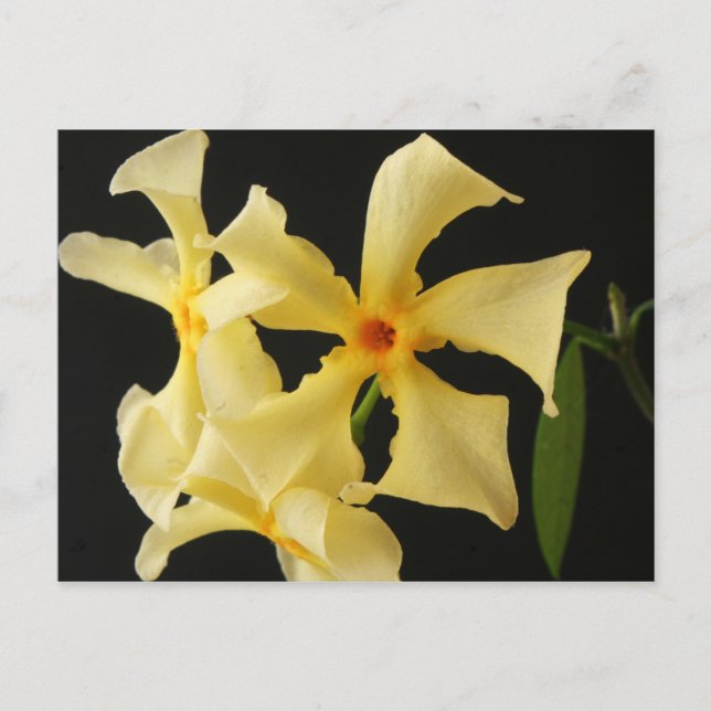 Carte Postale Star Jasmine Flower pccna (Devant)